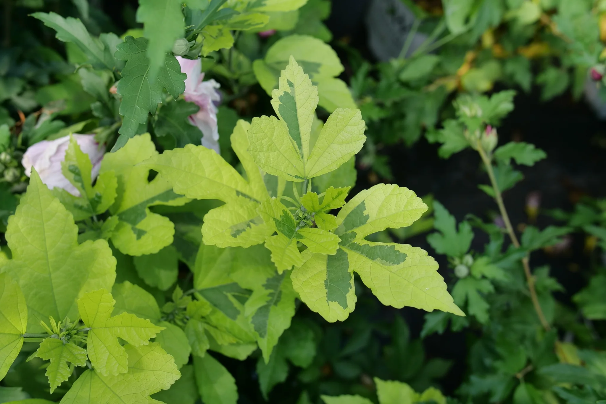 Paraplu Adorned® Rose of Sharon - Image 3