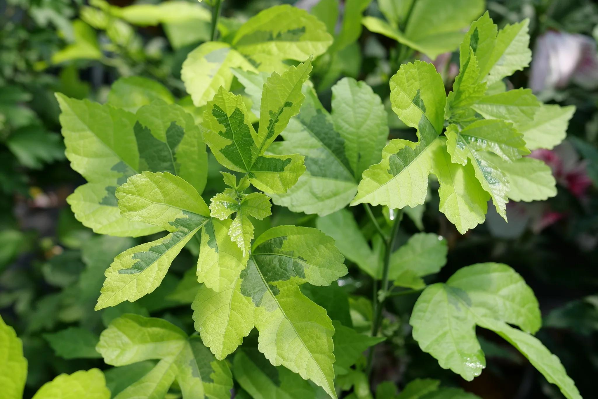 Paraplu Adorned® Rose of Sharon - Image 4