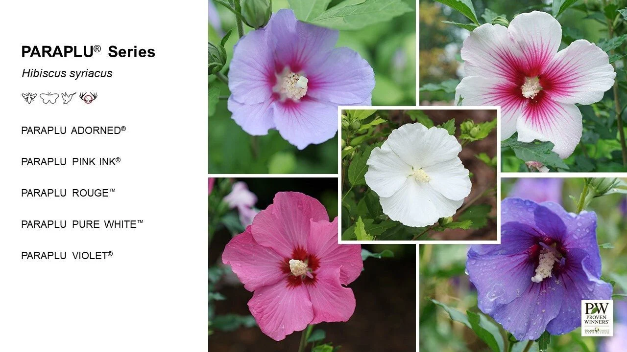 Paraplu Adorned® Rose of Sharon - Image 8
