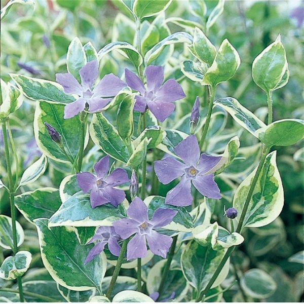 Variegated Periwinkle - Image 3