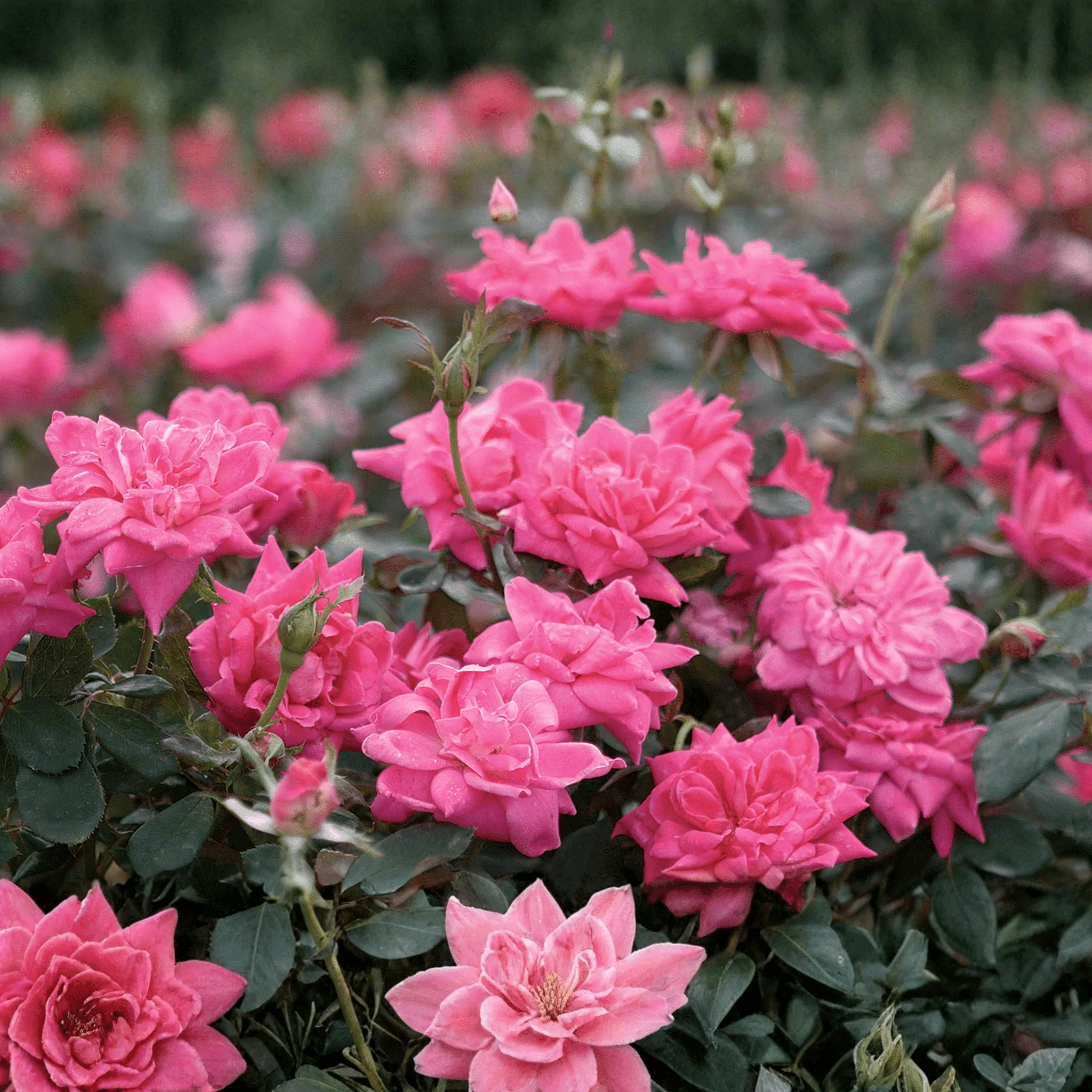 Pink Double Knock Out® Shrub Rose - Image 4