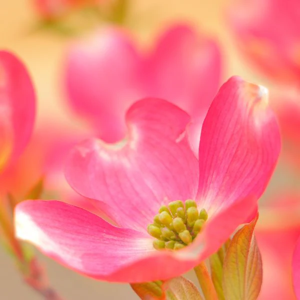 Pink Flowering Dogwood Tree - Image 3