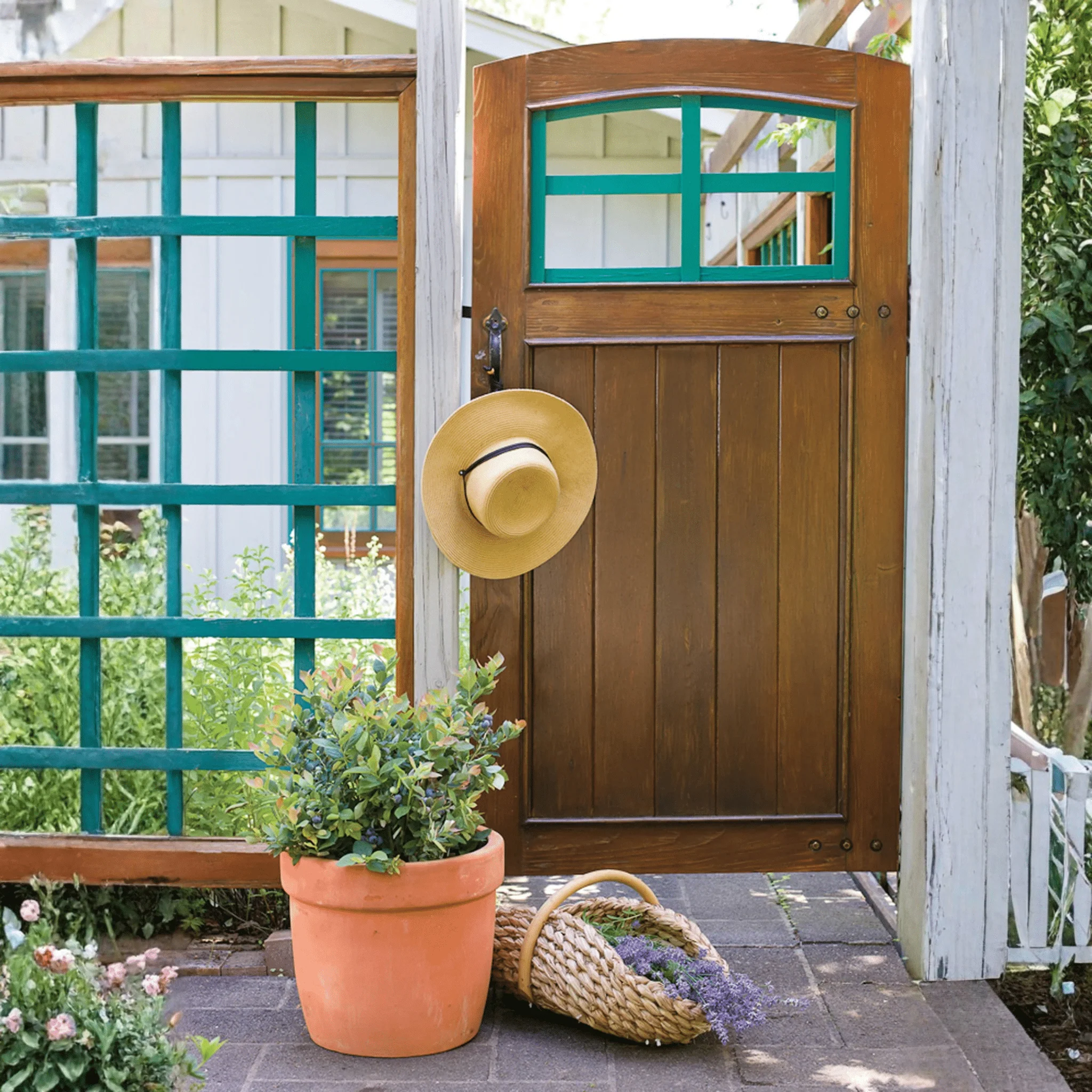 Pink Icing® Blueberry Bush - Image 4