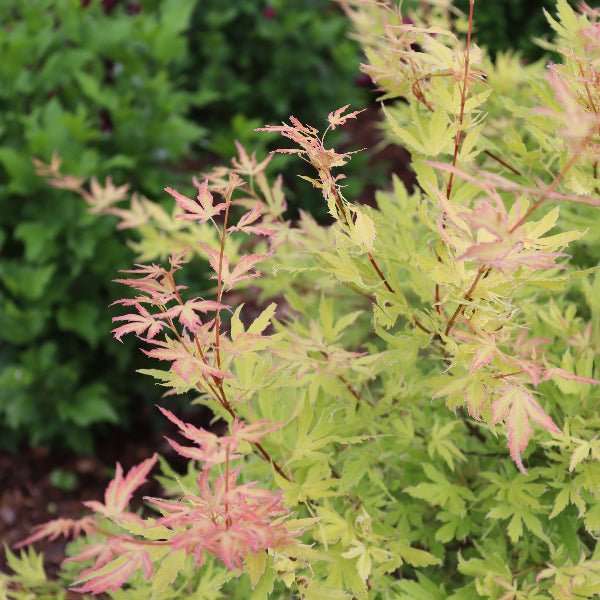Metamorphosa® Japanese Maple - Image 3