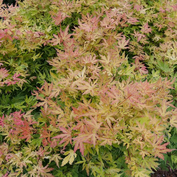 Metamorphosa® Japanese Maple - Image 5