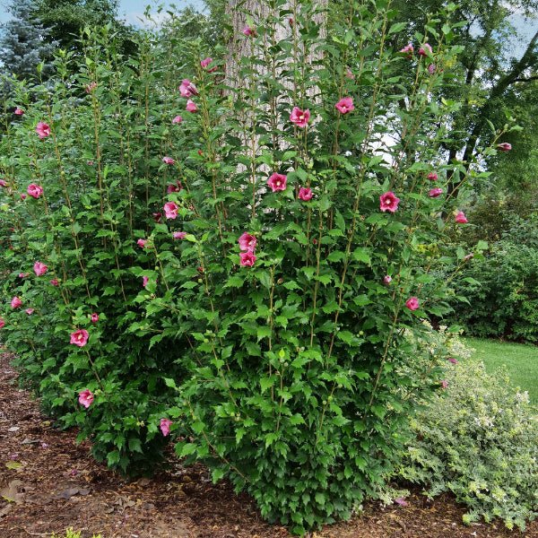 Red Pillar® Rose of Sharon - Image 3