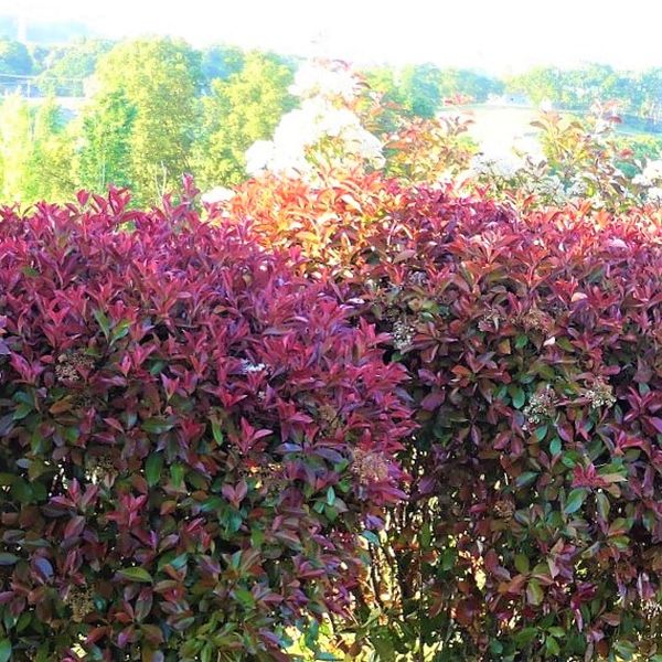 Red Tip Photinia - Image 3