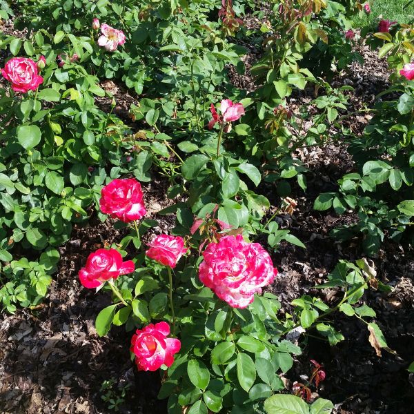 Double Delight Hybrid Tea Rose - Image 3