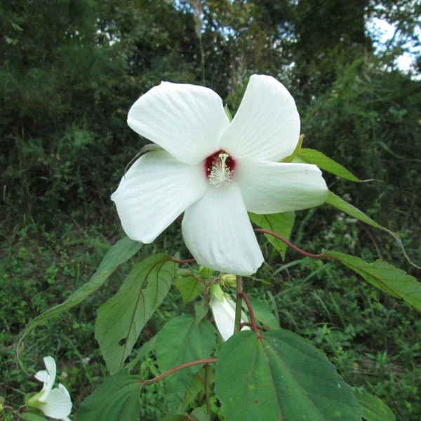 Rose Mallow - Image 3