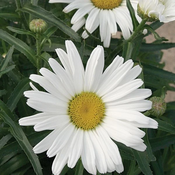 Amazing Daisies® Daisy May® Shasta Daisy - Image 3