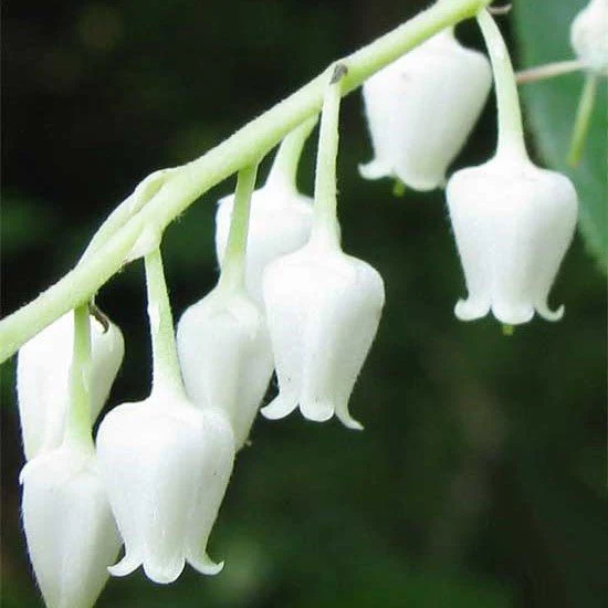 Sourwood Tree - Image 3