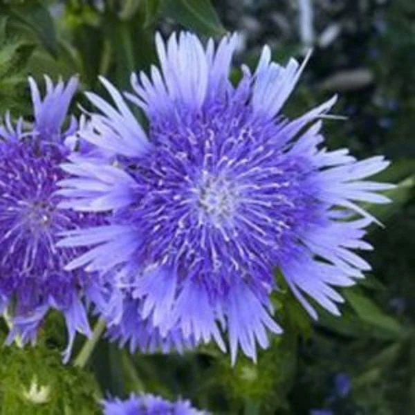 Peachies Pick Stokes Aster - Image 3