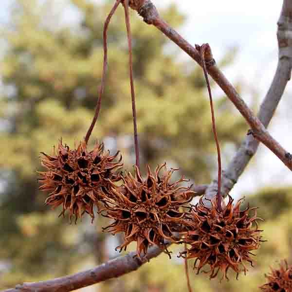 Sweetgum Tree - Image 3