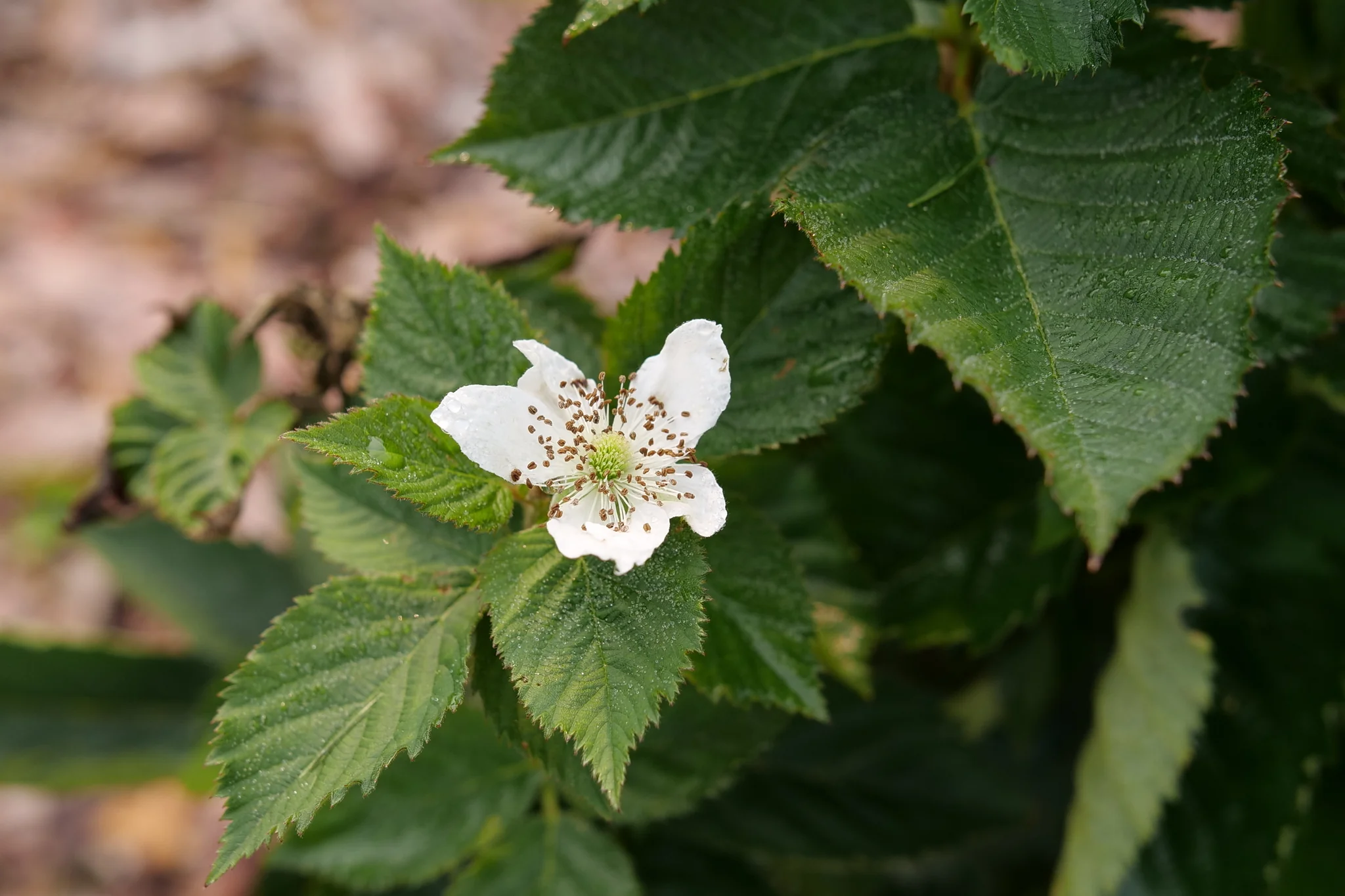 Taste of Heaven® Blackberry - Image 3
