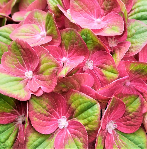 Tilt - A - Swirl® Hydrangea - Image 4