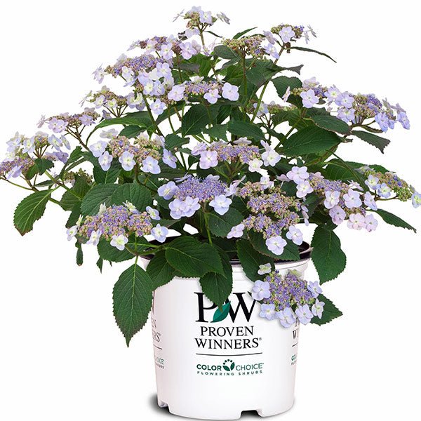 Tiny Tuff Stuff™ Hydrangea - Image 4