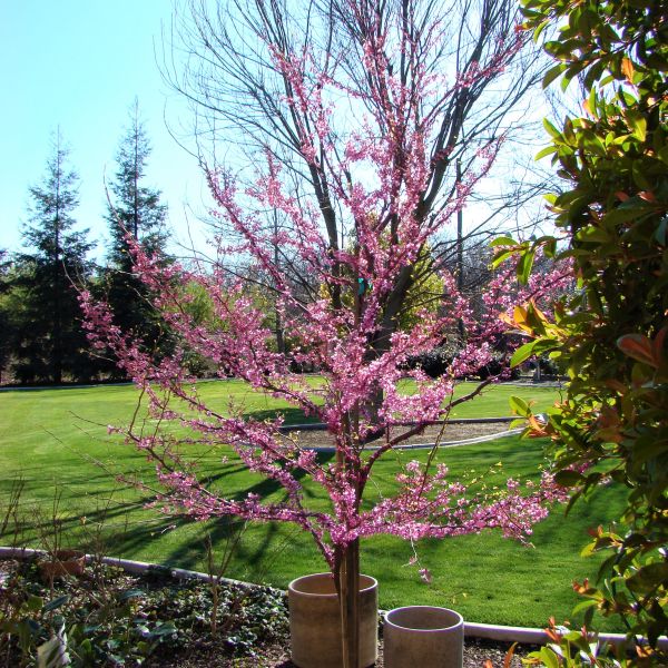 Western Redbud Tree - Image 3