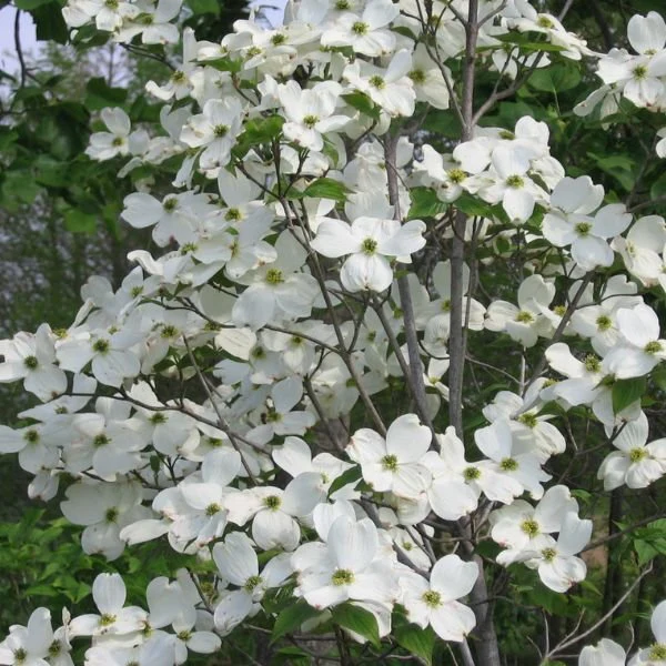 White Flowering Dogwood - Image 3