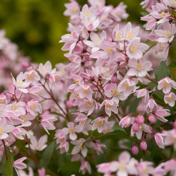 Yuki Cherry Blossom® Deutzia - Image 4
