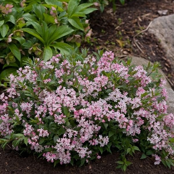 Yuki Cherry Blossom® Deutzia - Image 5